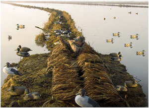 Gibson Duck Blinds