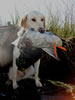 Bill Mays' Young Pup Misty