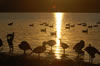 Brant 09 007