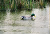 Kennedy Uses Hand Carved Wooden SM Gunning Decoys