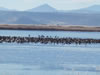 The Klamath Basin Is Freezing Up